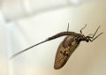 Ephemera vulgata